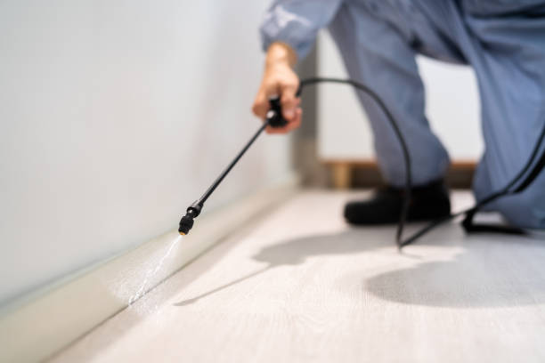 Licensed Wasp Removal service in Ferndale, MI - Show Me Pest Control